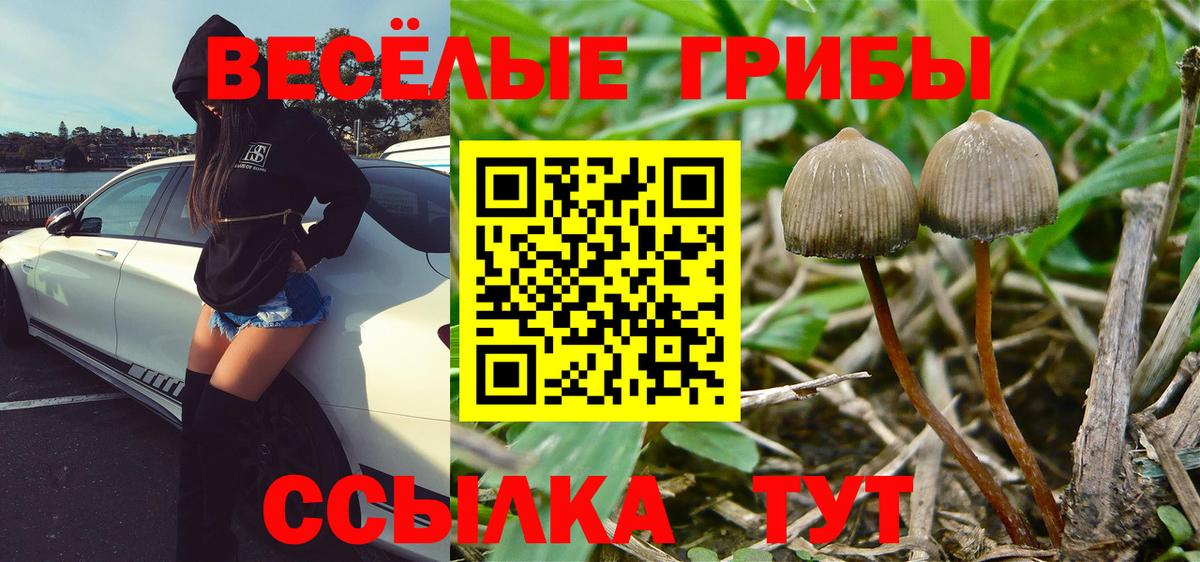 купить закладку  Вход с VPN  Самара  Псилоцибиновые грибы Psilocybe 